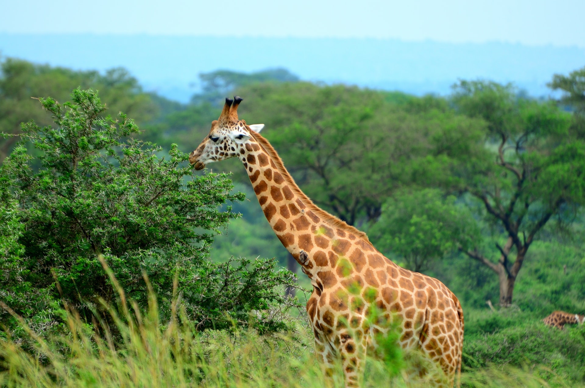 Wildlife in Murchison Falls National Park